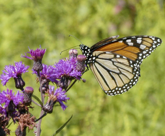 Monarch on ironweed